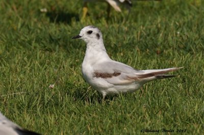 Mouette pygme (Little Gull)