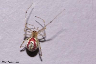 Araignée