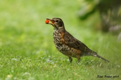 Merle d'Amrique (American Robin)