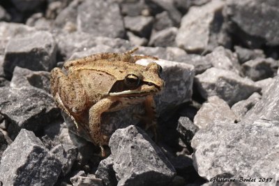 Grenouille des bois