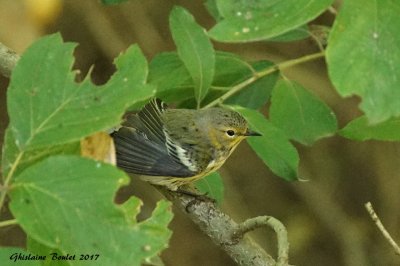 Paruline tigre (Cape May Warbler) 