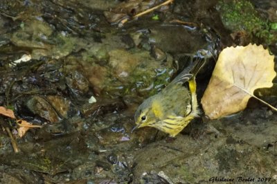 Paruline tigre (Cape May Warbler) 