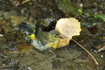 Paruline tigre (Cape May Warbler) 