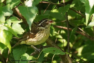 Cardinal  poitrine rose (Rose-breasted Grosbeak)