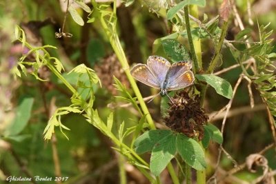 Polyommatus icarus 