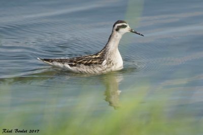 Phalarope  bec troit (Red-necked Phalarope)