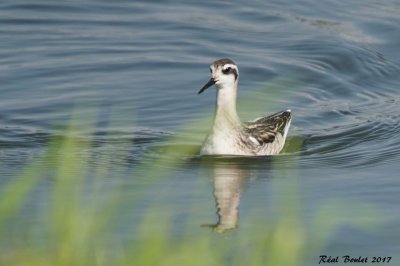 Phalarope  bec troit (Red-necked Phalarope)