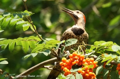 Pic flamboyant (Northern Flicker)