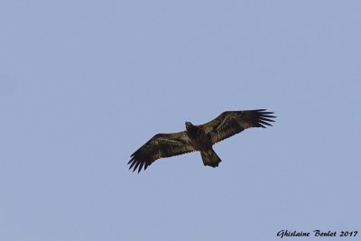 Pygargue à tête blanche (Bald Eagle)