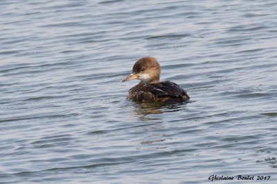 Harle couronn (Hooded Merganser)