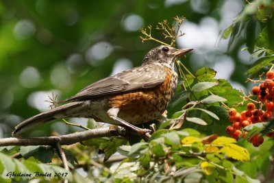 Merle d'Amrique (American Robin)