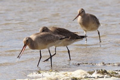 Barge hudsonienne (Hudsonian Godwit)