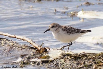 Bcasseau semipalm (Semipalmated Sandpiper) 