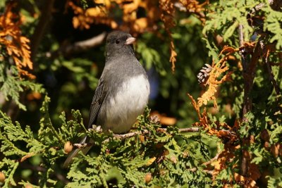 Junco ardoisé (Dark-eyed Junco)