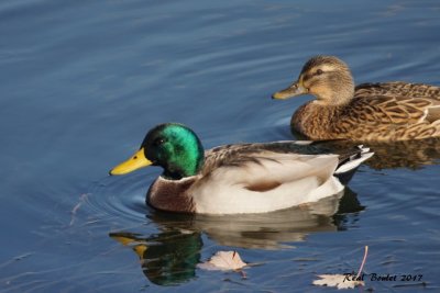 Canard colvert (Mallard)