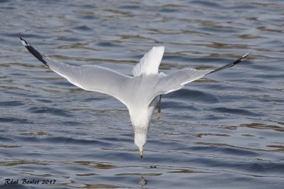 Goland  bec cercle (Ring-billed Gull)