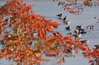 Bernache du Canada (Canada Goose)