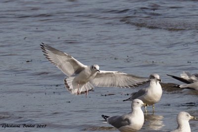 Mouette de Bonaparte (Bonaparte's Gull)