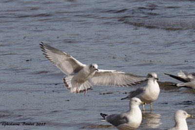 Mouette de Bonaparte (Bonaparte's Gull)