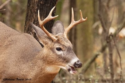 Cerf de Virginie