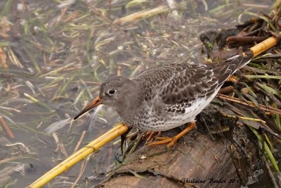 Bcasseau violet (Purple Sandpiper) 
