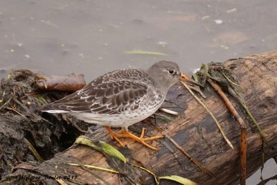 Bcasseau violet (Purple Sandpiper) 