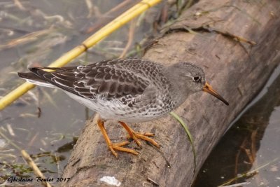 Bcasseau violet (Purple Sandpiper) 