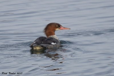 Grand Harle (Common Merganser) 