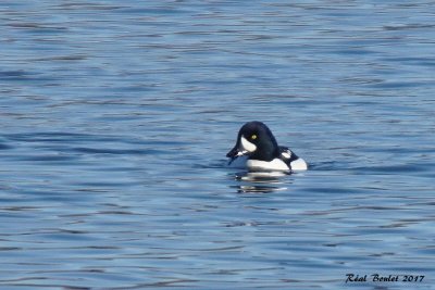 Garrot d'Islande (Barrow's Goldeneye)