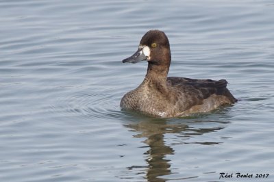 Petit Fuligule (Lesser Scaup)