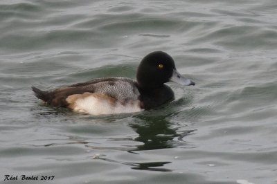 Fuligule milouinan (Great Scaup)