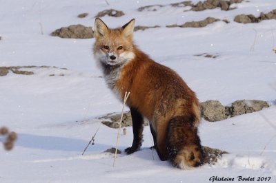 Renard roux