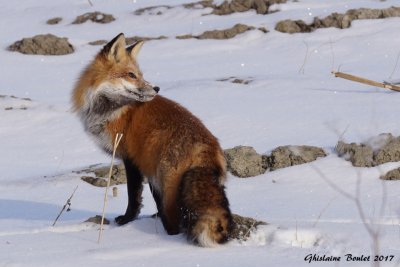 Renard roux