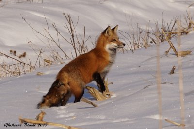 Renard roux