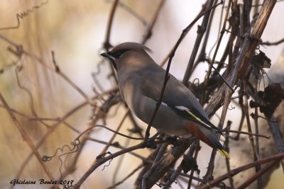 Jaseur boral (Bohemian Waxwing)