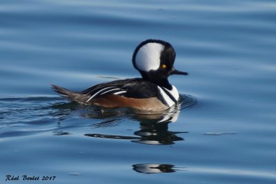 Harle couronn (Hooded Merganser)