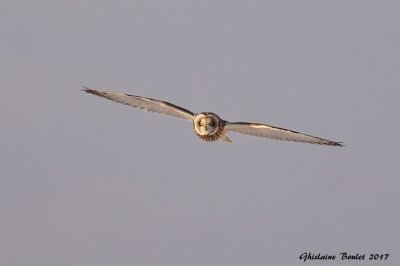 Hibou des marais (Short-eared Owl)