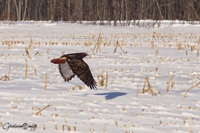 Buse  queue rousse (Red-tailed Hawk)