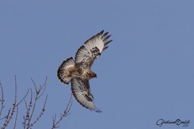 Buse pattue (Rough-legged Hawk)