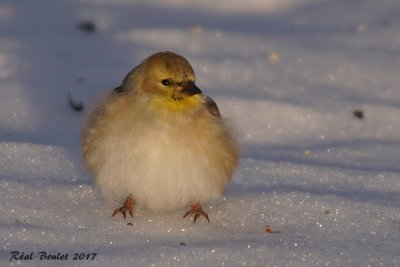 Chardonneret jaune (American Goldfinch)