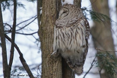 Chouette raye (Barred Owl)