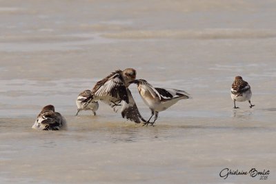 Plectrophane des neiges (Snow Bunting)