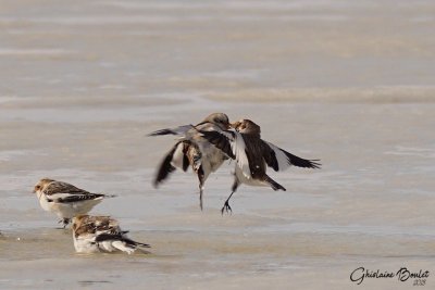 Plectrophane des neiges (Snow Bunting)