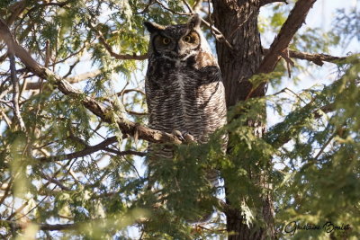 Grand-duc dAmrique (Great Horned Owl)