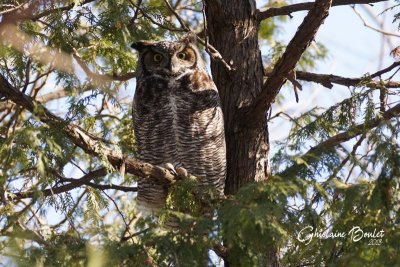 Grand-duc d'Amrique (Great Horned Owl)