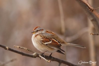 Bruant hudsonnien (American Tree Sparrow)