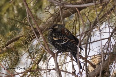 Carouge  paulettes (Red-winged Blackbird)