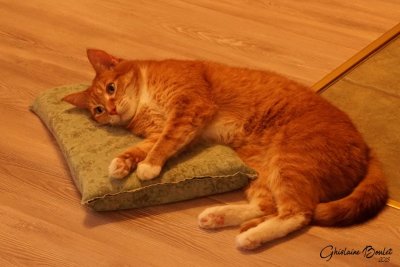 Ginger en mode relax