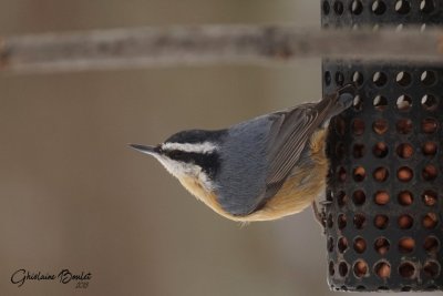 Sittelle  poitrine rousse (Red-breasted Nuthatch)