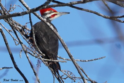 Grand Pic (Pileated Woodpecker)